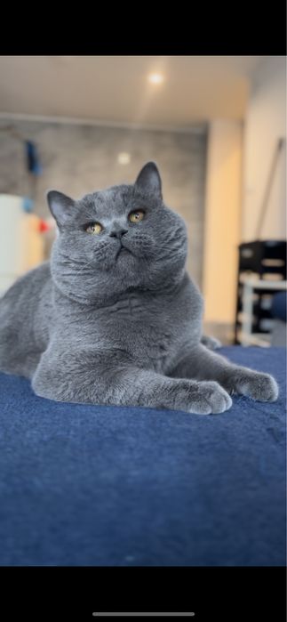 Kocur reproduktor 400 zł brytyjski brytyjski niebieski reproduktor