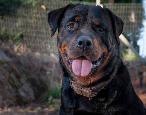 Віддам на охорону собаку