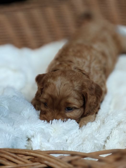Cockapoo.Arnold.Badania.Cocker Spaniel Angielski/ Pudel miniaturowy