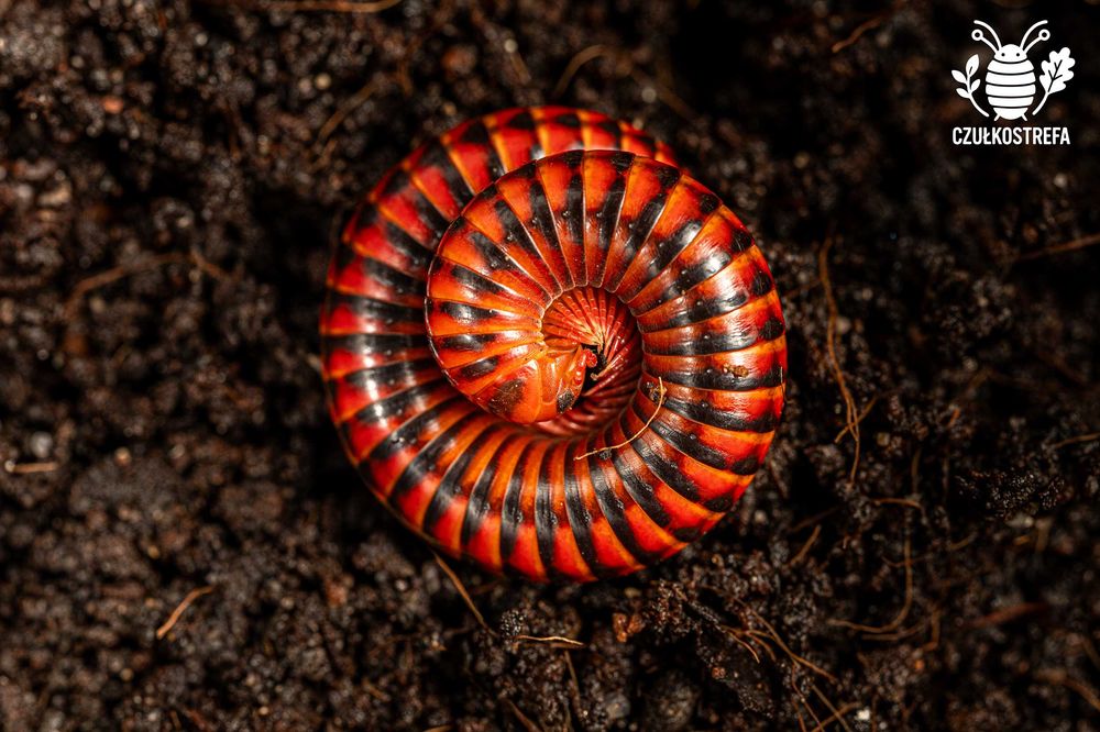 Wij Krocionóg Centrobolus Centrobolus fulgidus