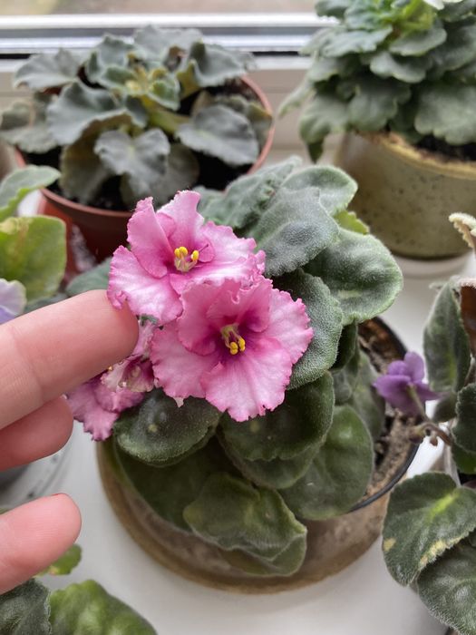 Фіалка кімнатна