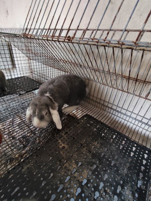 Coelhos anões adultos