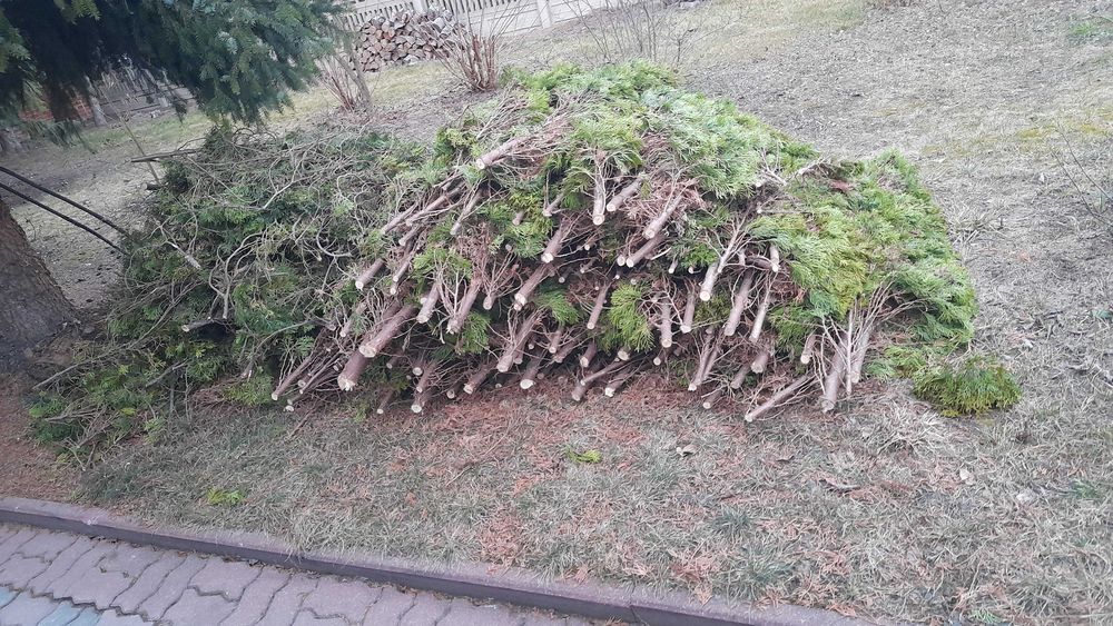 Gałęzie tui, igliwie oddam za darmo. Pień orzecha włoskiego.
