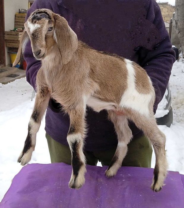 Козичка % англо - нубійська