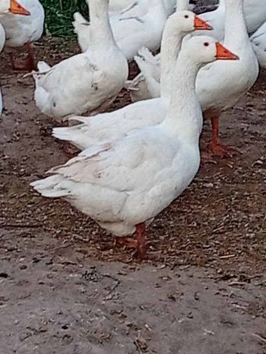 Продам гуси мамути