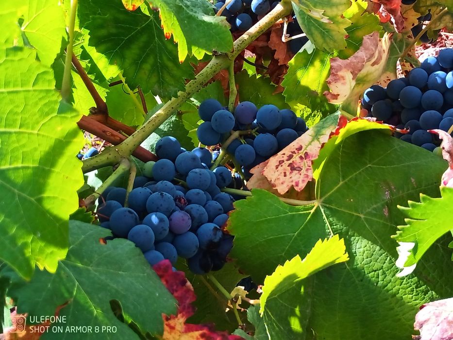 Venda de uvas para vinho
