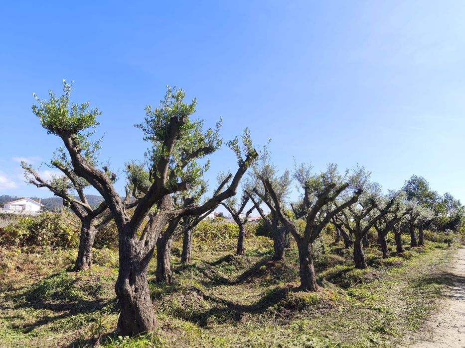 Oliveiras Ornamentais