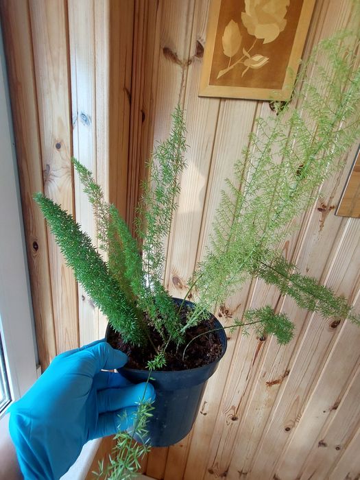 Аспарагус  Майера(Asparagus meyeri)