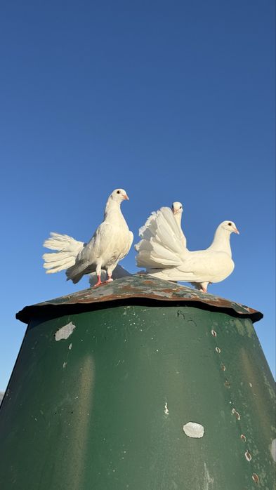 Pombos de leque Branco