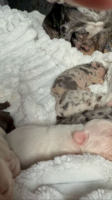 Щеночки французкого бульдога:)