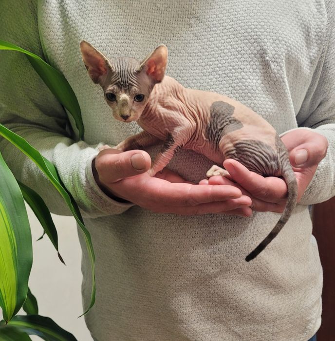 Gatinha sphynx bebé