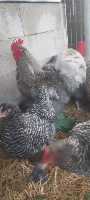 Vendo casal Melines ( frangos)