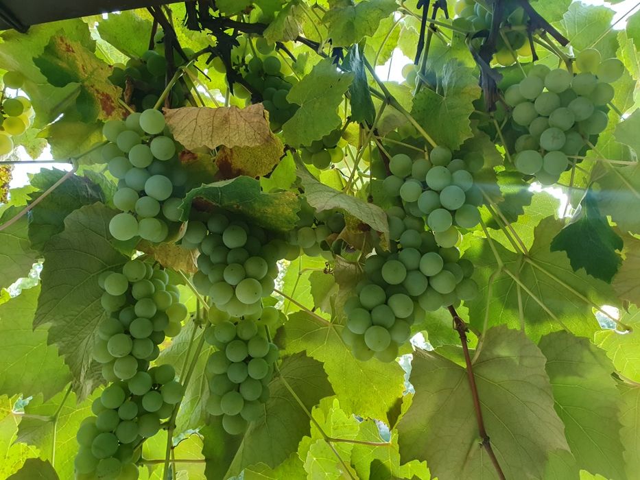 Winogrona jasne na wino lub do jedzenia