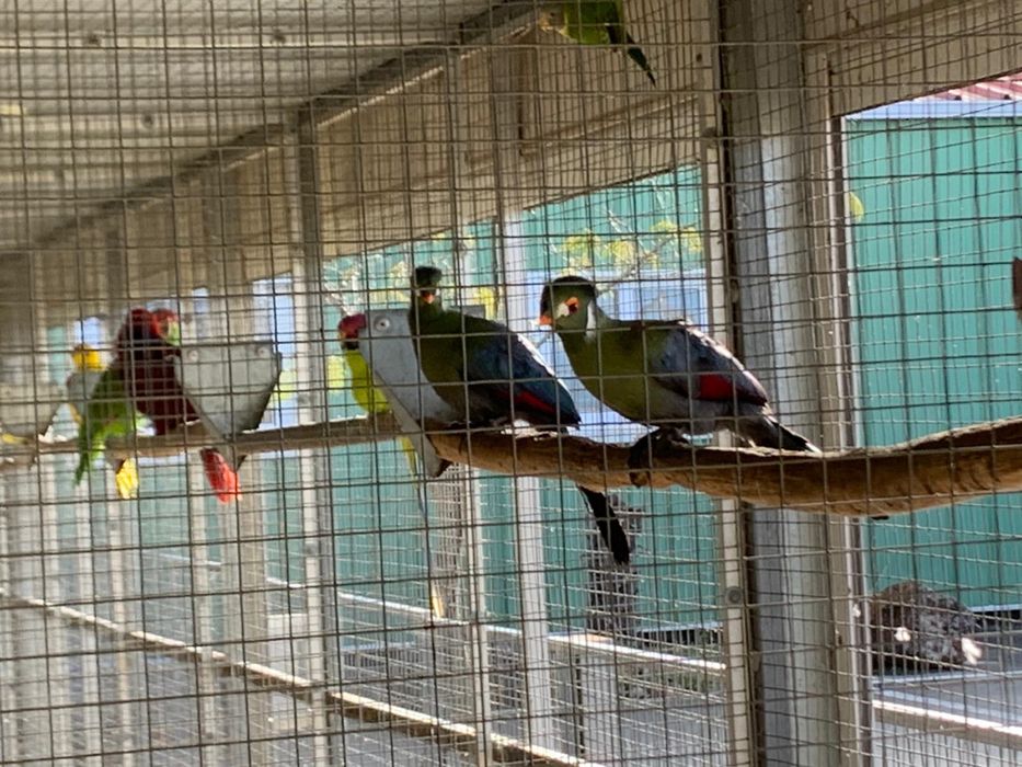 Tauraco leucotis casal 2025