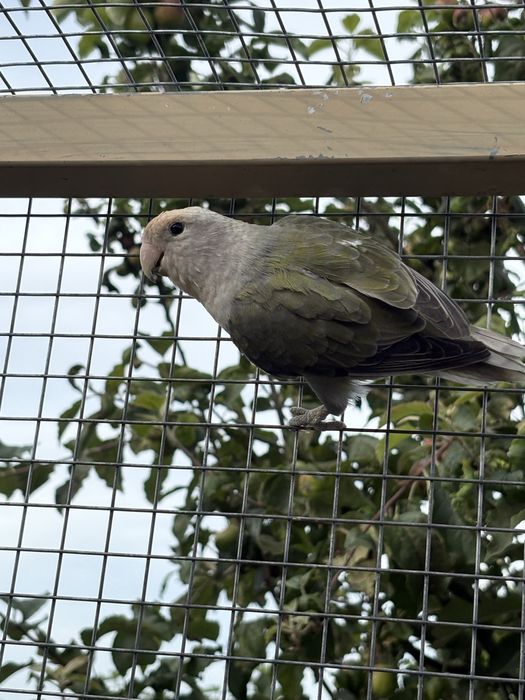 Agapornis roseicollis longfeather