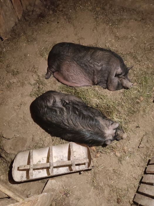 В'єтнамські поросятка(сікачі))