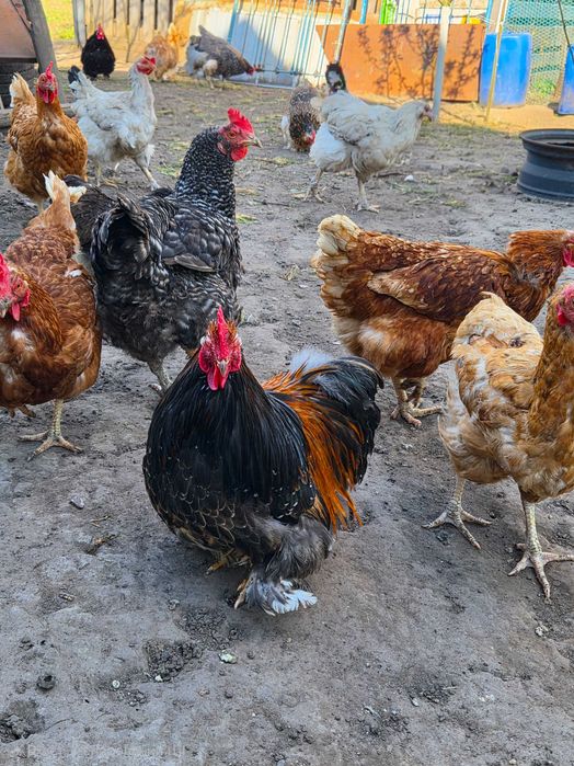Продам декоративних кохинхинів