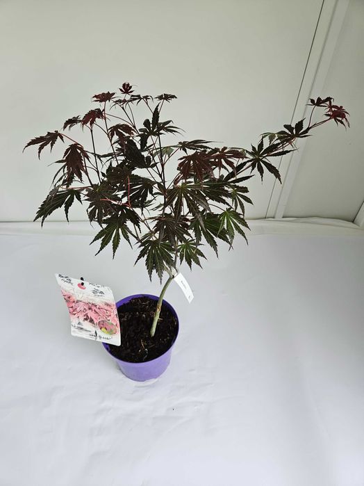 Klon Palmowy szczepiony yasemin (Acer Shirasawanum Yasemin)