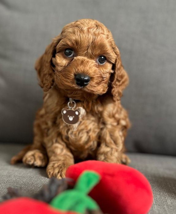 Chicco słodki American cockapoo - Cocker  amerykański& pudel