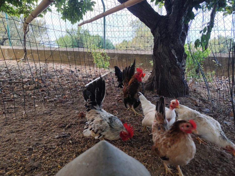 Seramas mini galinhas um casal