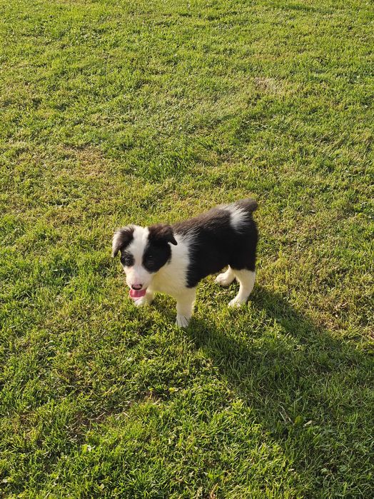 Border collie - gotowy do zmiany domku