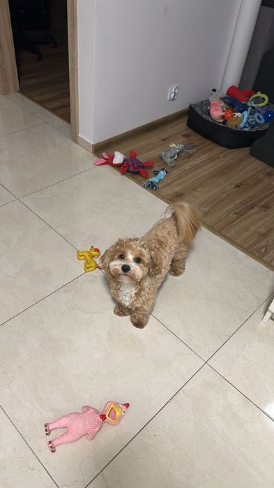 Maltipoo pudel miniaturowy/maltańczyk