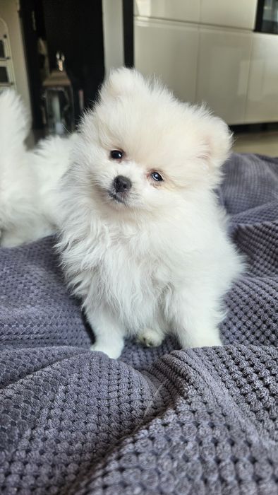 Szpic miniaturowy pomeranian  białe