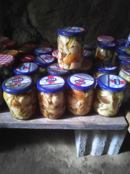 Grzyby marynowane zbiór 2025r.