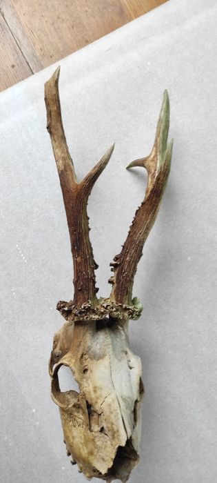 Ріжки козлика дикокого
