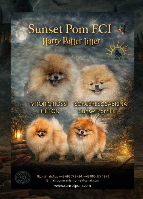 Harry Potter Miot szpic miniaturowy pomeranian ZKwP/FCI
