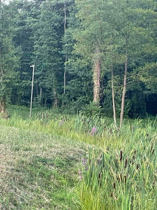 Дом с большим участком и озерами в лесу