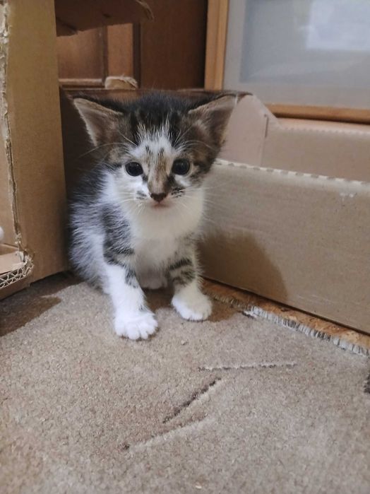 Віддам кошенят в добрі руки