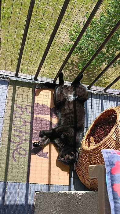 Sigma: kot, przy którym zapomnisz, czym jest cisza i nuda. Adoptuj!