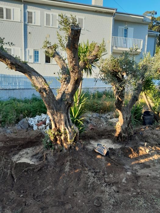 Oliveiras centenarias
