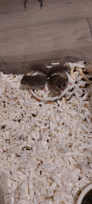 Popielice afrykańskie (pędzlogony zwinne) – młode, 2 miesiące