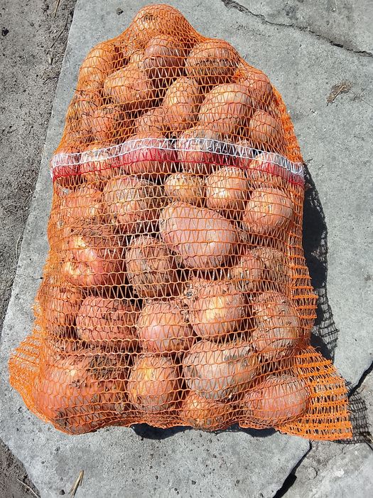 Ziemniak Bellarosa Denar Soraya