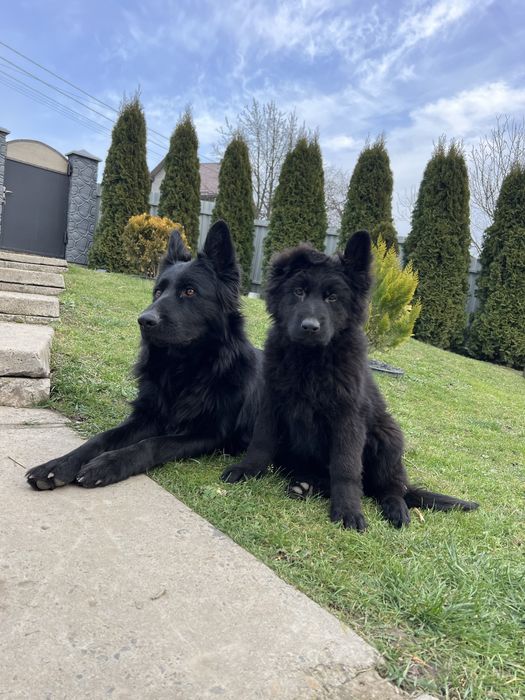 Чорна німецька вівчарка довгошерста