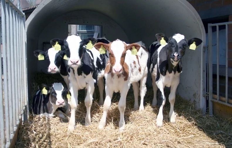 Телята продам гурт