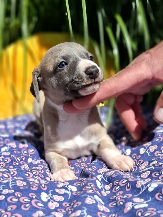 Chart angielski whippet pies Ziggy Zoom