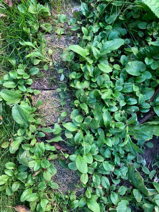 Błękitne drobne niezapominajki niezabudki - kwiatki z bajki