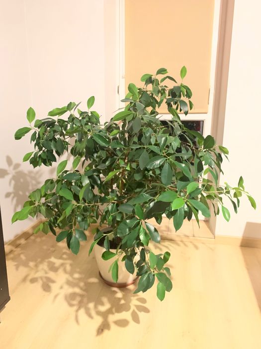 Kwiat fkus bonsai