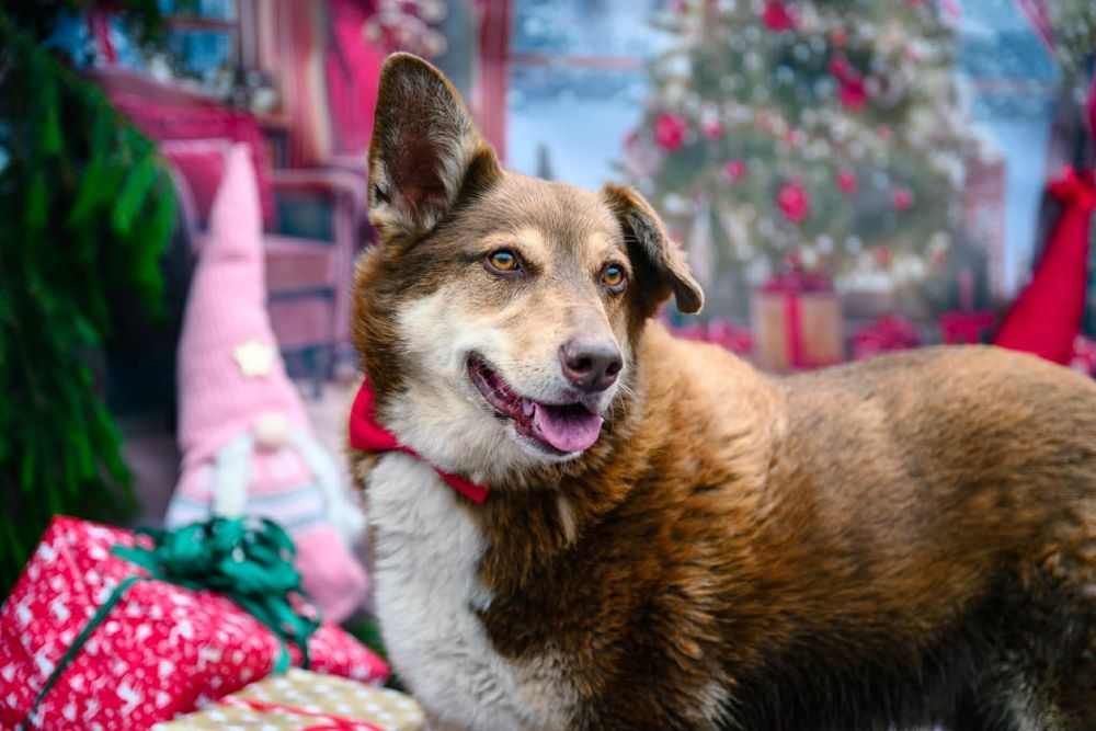 Czekoladowy Maksiu marzy o swoim domku