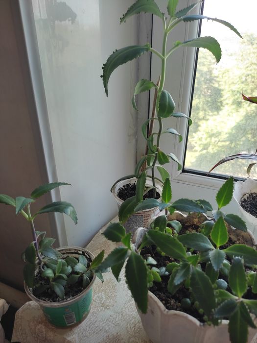 Каланхоэ - лекарственное растение