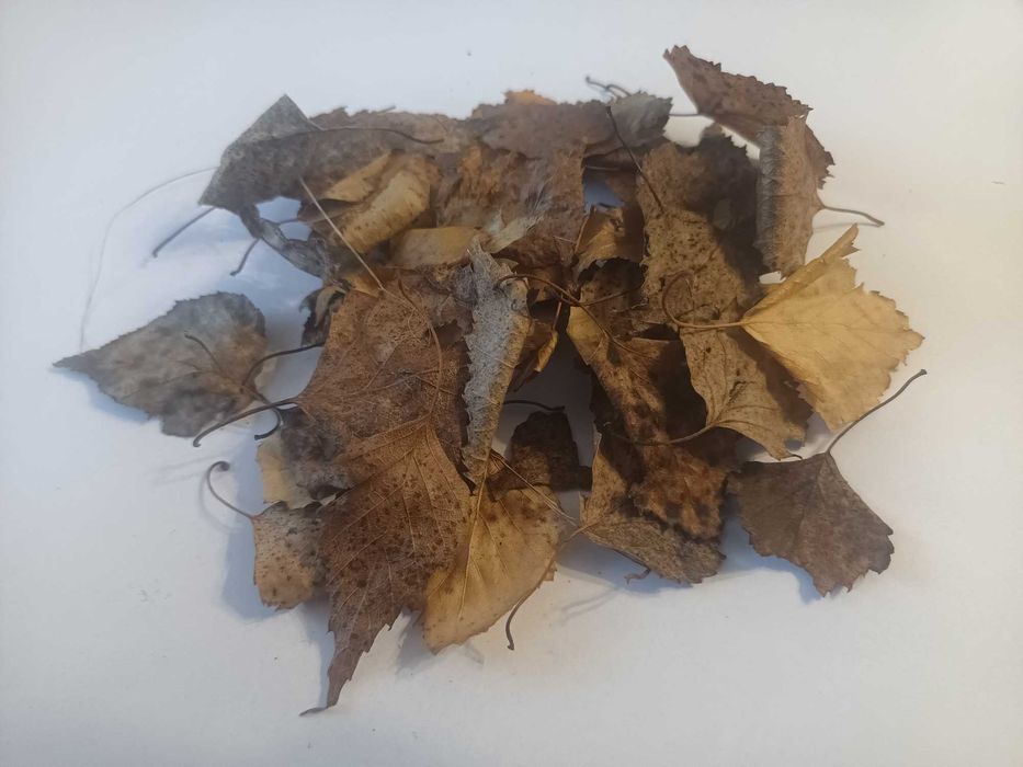 Liście brzozy jesienne suszone pokarm dla isopodów 1L