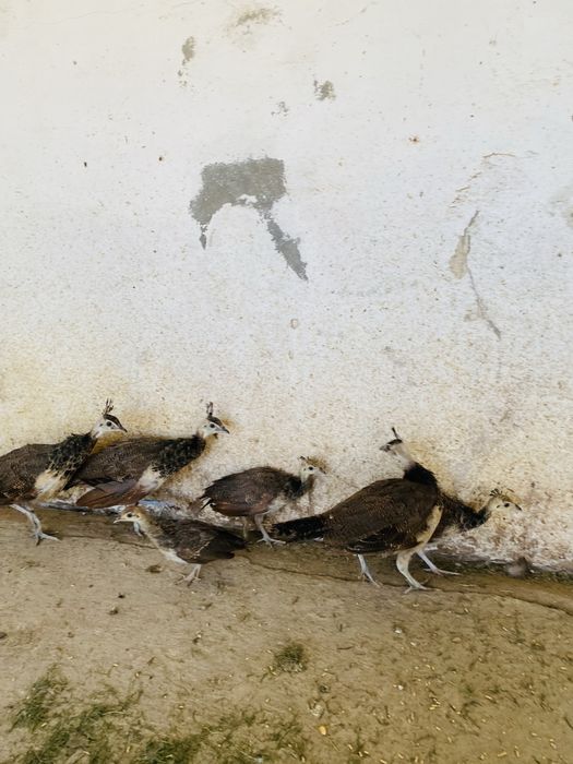 Pavōes jovens de varias racas e diferentes idades