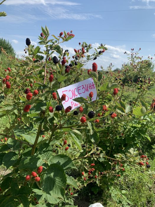 Саженцы Ежевики 20 сортов