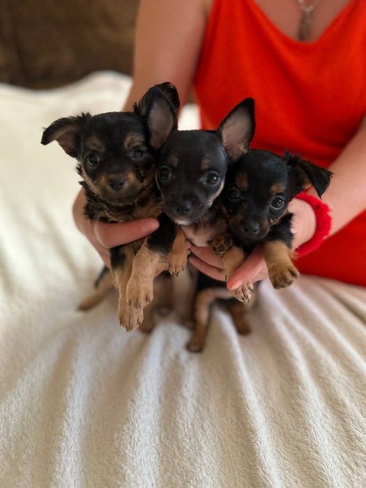 Продам породистих собачок.