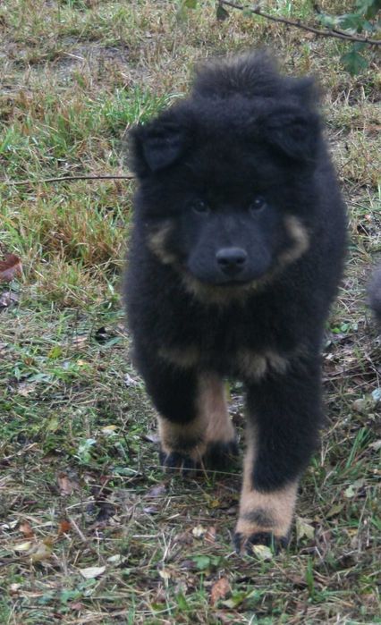 Eurasier FCI -  piesek gotowy do odbioru  !!!
