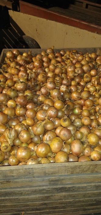 Cebula Centro sprzedam