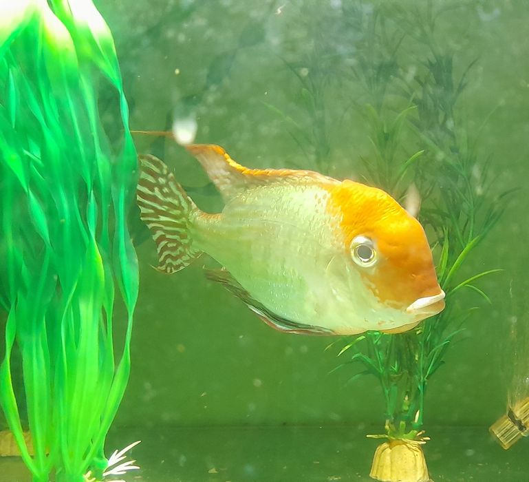 Ziemiojad Red head Tapajos. 8-9m. Wysyłka 10+1 gratis